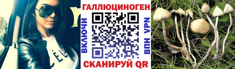 Галлюциногенные грибы Psilocybine cubensis  Пенза 